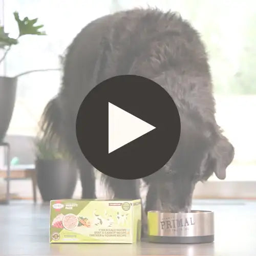 Gently Cooked for Dogs<br>Fish & Kale Recipe Featured Video