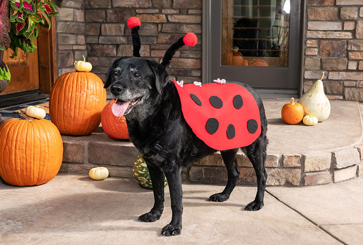 Ladybug costume for Dogs, final product