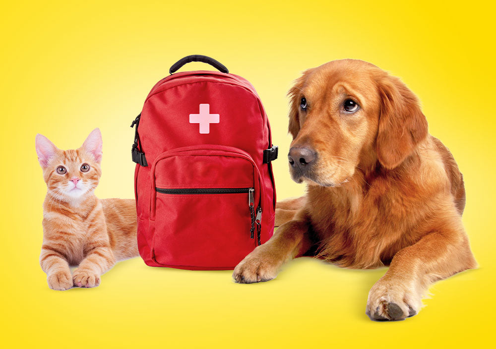 Pet Preparedness 101: Tips for When Disaster Strikes