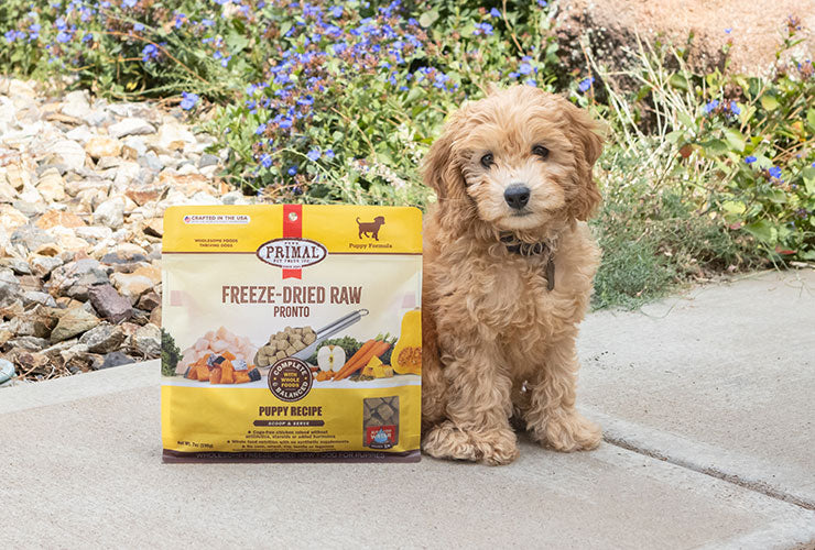 Image of small puppy outside on sidewalk standing next to Puppy Recipe Freeze-Dried Raw Pronto