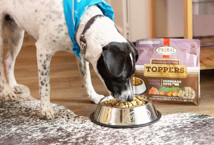 Black and white dog in blue bandana eating Freeze-Dried Toppers in stainless steel Primal-branded bowl with Kibble. A Bag of Turkey Freeze-Dried Toppers is next to bowl.