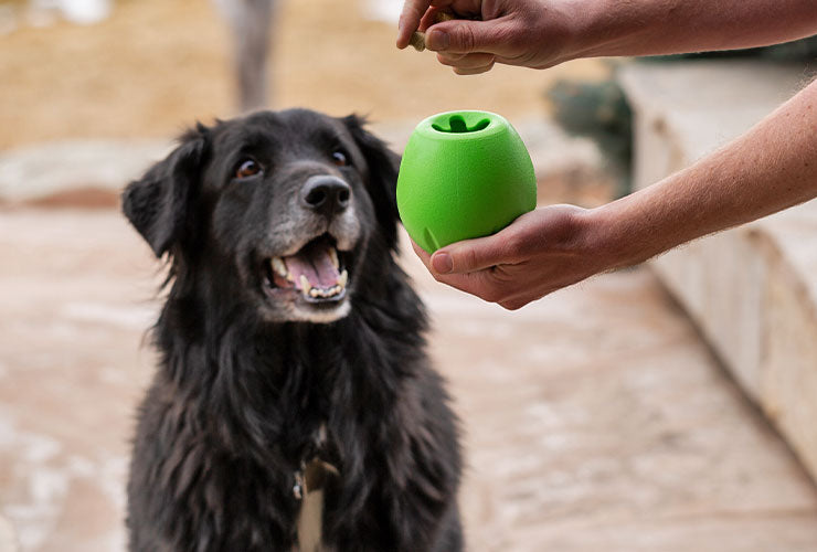 Black dog sitting and grinning with mouth open, waiting for a green interactive puzzle toy with Freeze-Dried Toppers inside. A hand is placing a piece into the puzzle toy.