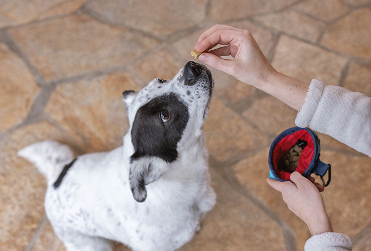 Black and white dog sitting on stone floor and waiting patiently for Freeze-Dried Topper, served as a treat