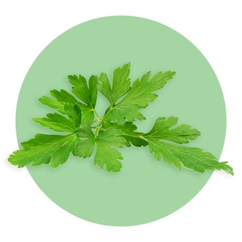 Parsley