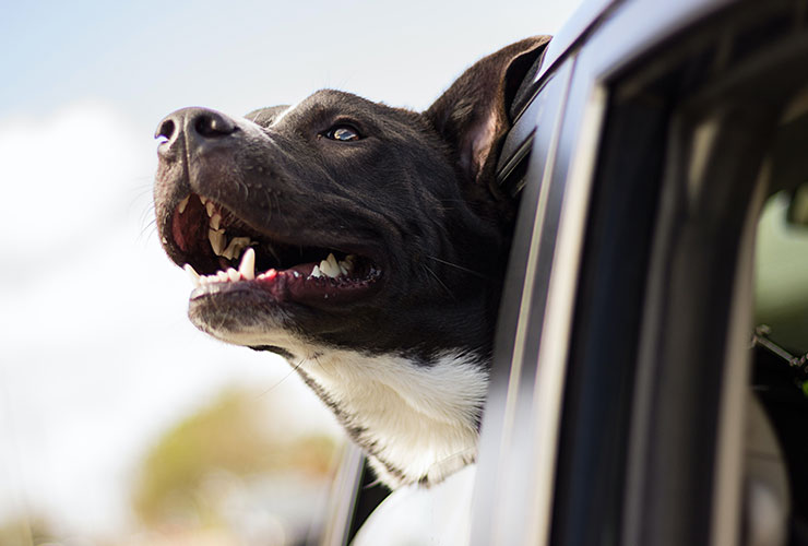 Dog enjoying car ride