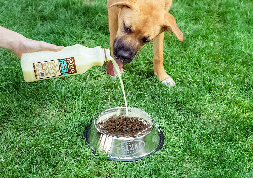 Help Your Pets Stay Hydrated