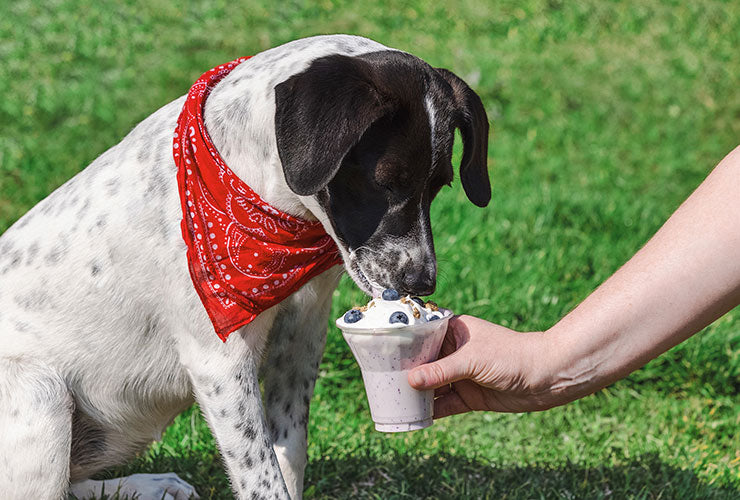 Puppy Nugget trying out a pet-friendly milkshake