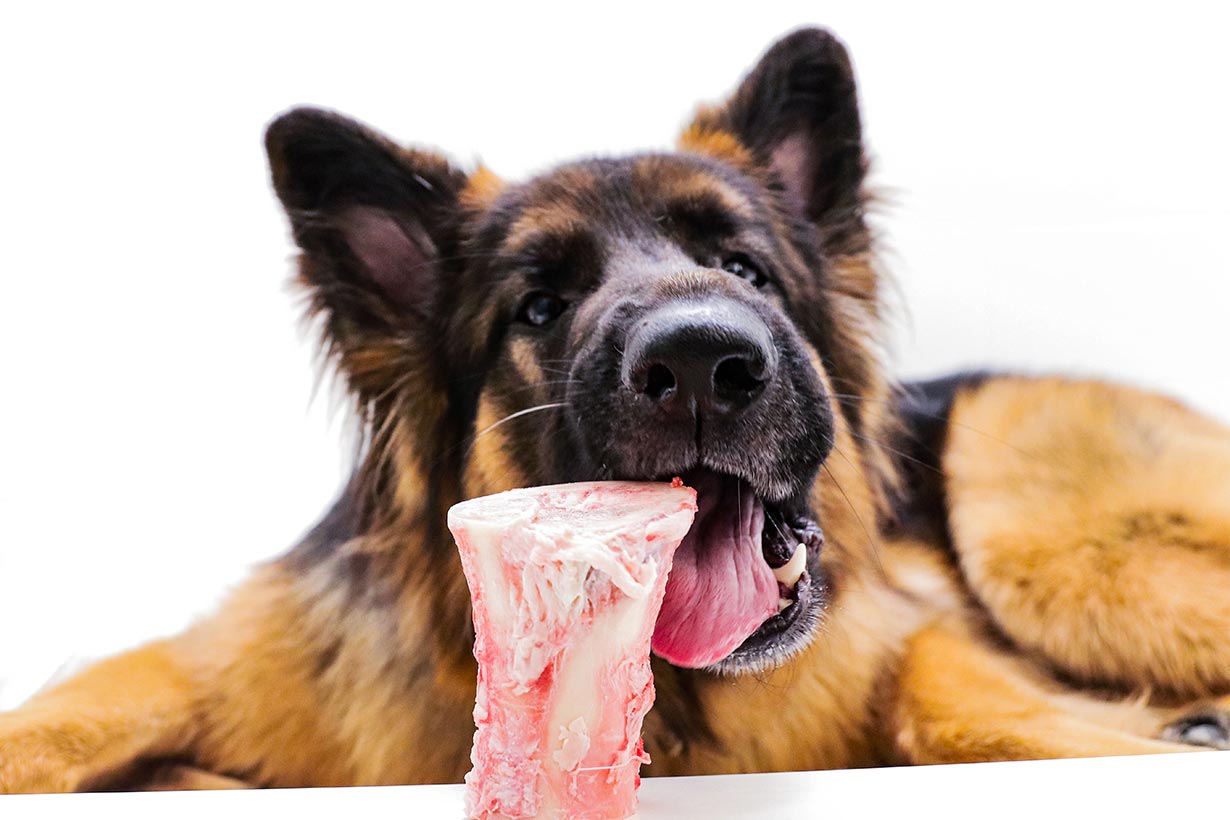 Dog with Raw Bone