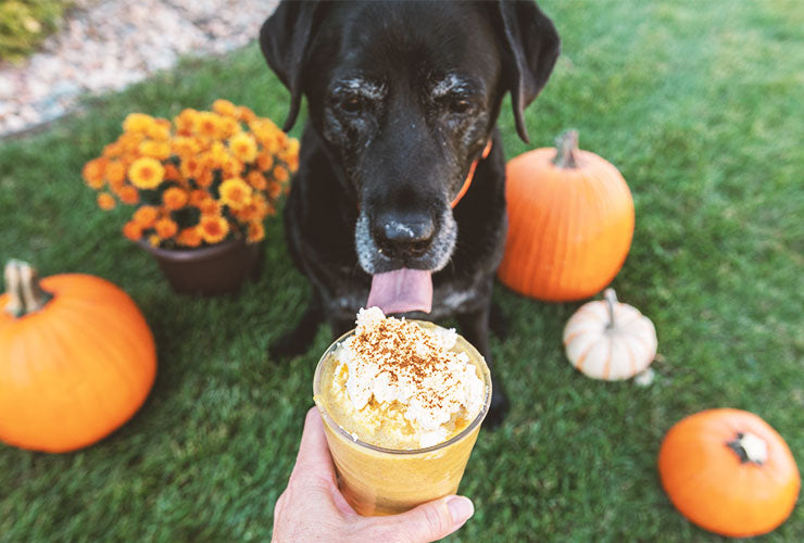 A lucky pup, sipping their pup'kin latte