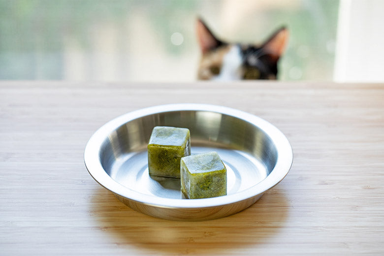 Cat looking over counter with bowl of Primal Bone Broth catsicles