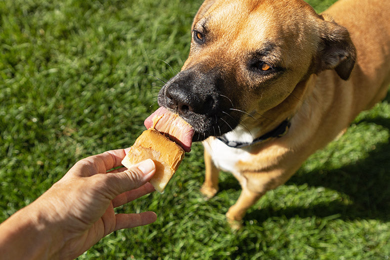 Young dog licking Primal Peanut Butter Pupsicle on a green field. 