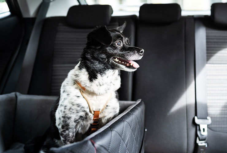 Black and White Dog in Dog Car Seat