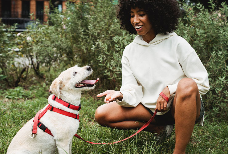 Young woman outdoors giving treat to white dog in red harness