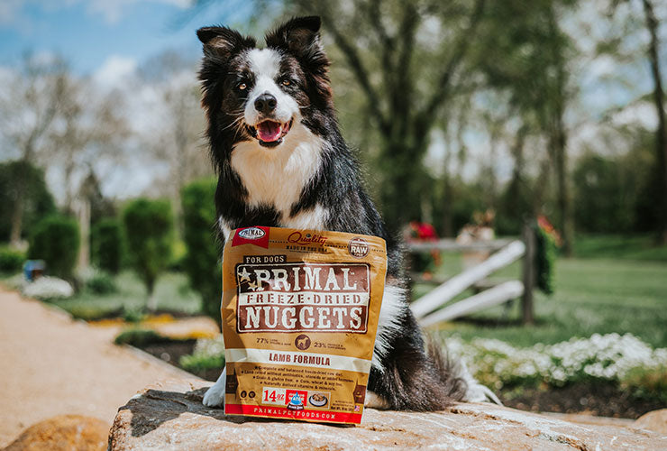 Border Collie Outdoors with Bag of Freeze-Dried Nuggets