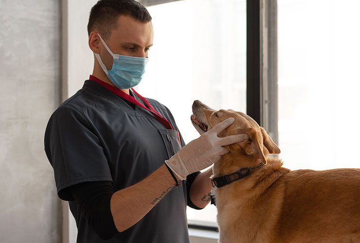 Male Veterinarian in Face Mask Performing Physical Exam on Dog