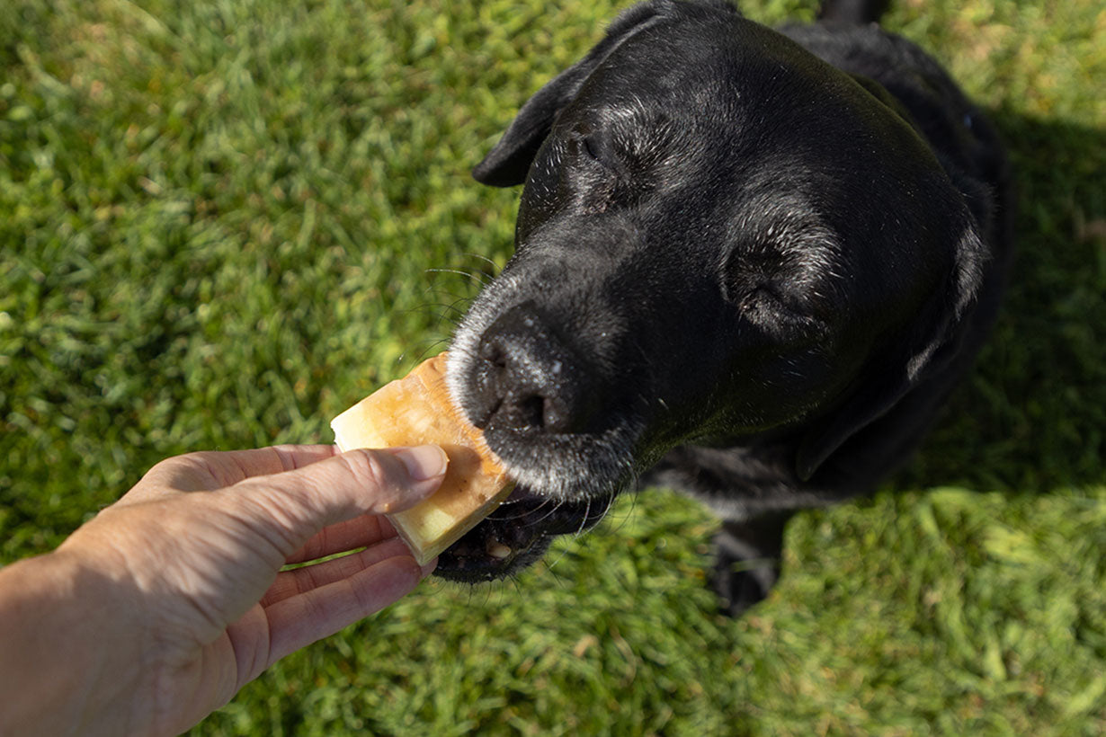 Dog on Grass with Frozen Treat