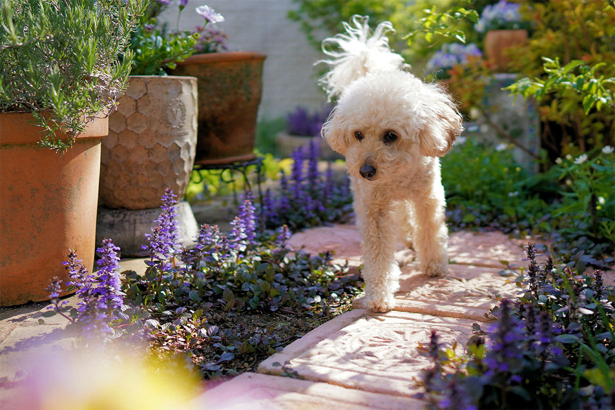 Dog in Garden