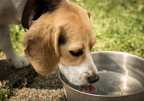 This Pet Bowl Will Keep Your Dog's Water Cool for 15 Hours, So It's a Must  for Summer