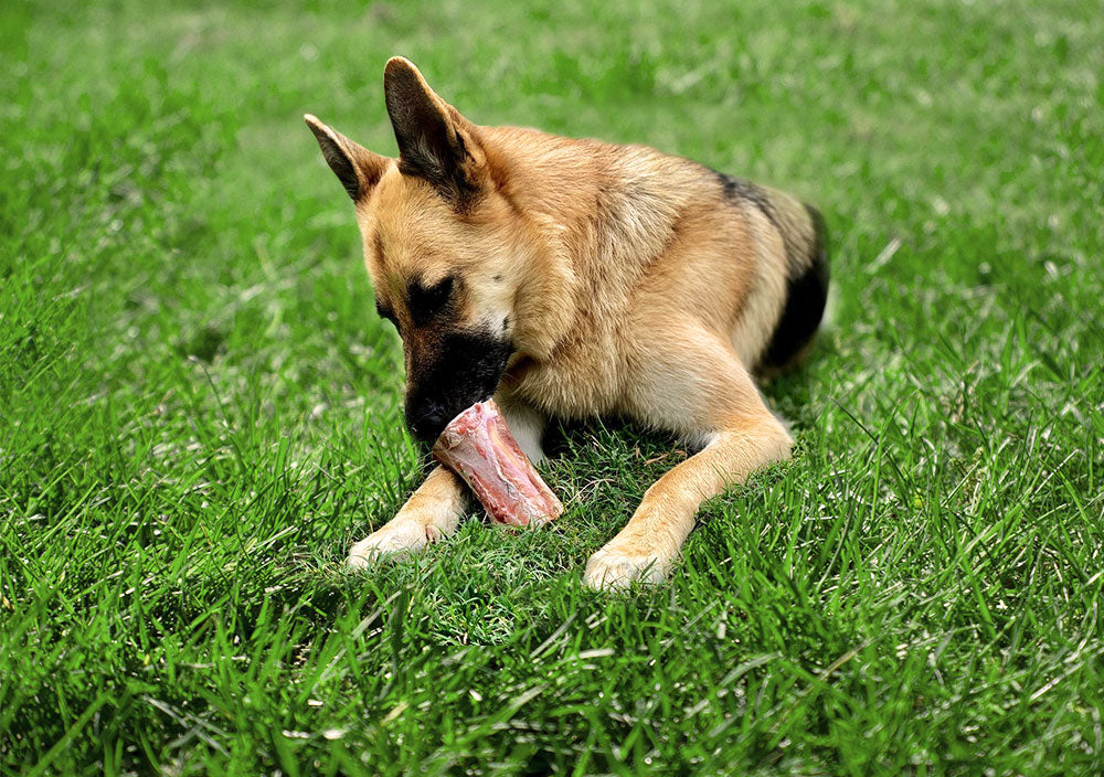 Dog Bone Cheatsheet: The Serious Differences Between the Types of Dog Bones