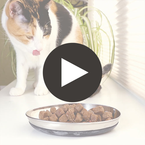 Feline Raw Frozen Pronto <br> Chicken & Salmon Featured Video