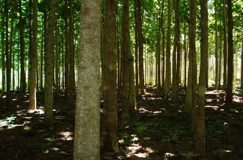 Teak trees plantation