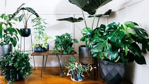 House plants for great home decor