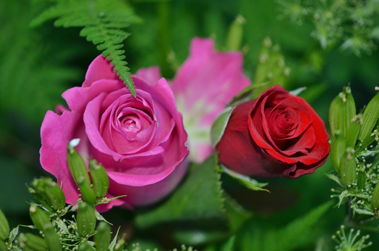 Menarik 6 Arti Bunga Mawar Berdasarkan Warnanya