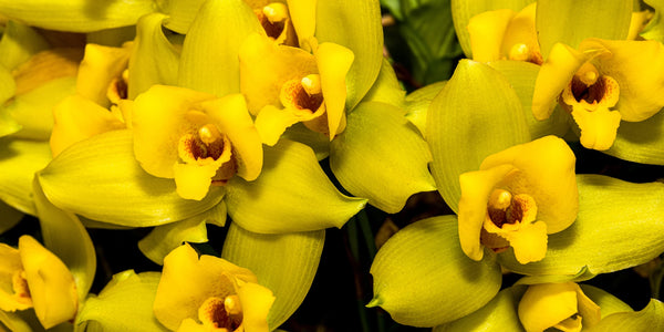 Yellow Flowers Indonesia