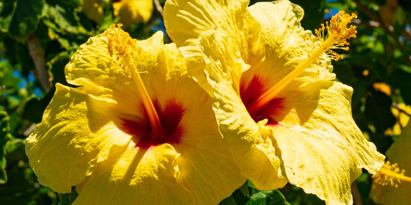 Yellow Flowers Indonesia