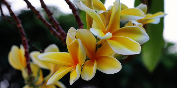 Yellow Flowers Indonesia