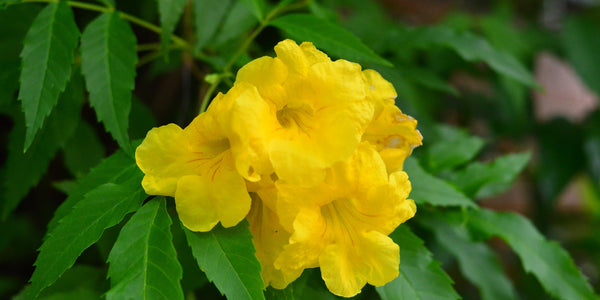 Yellow Flowers Indonesia