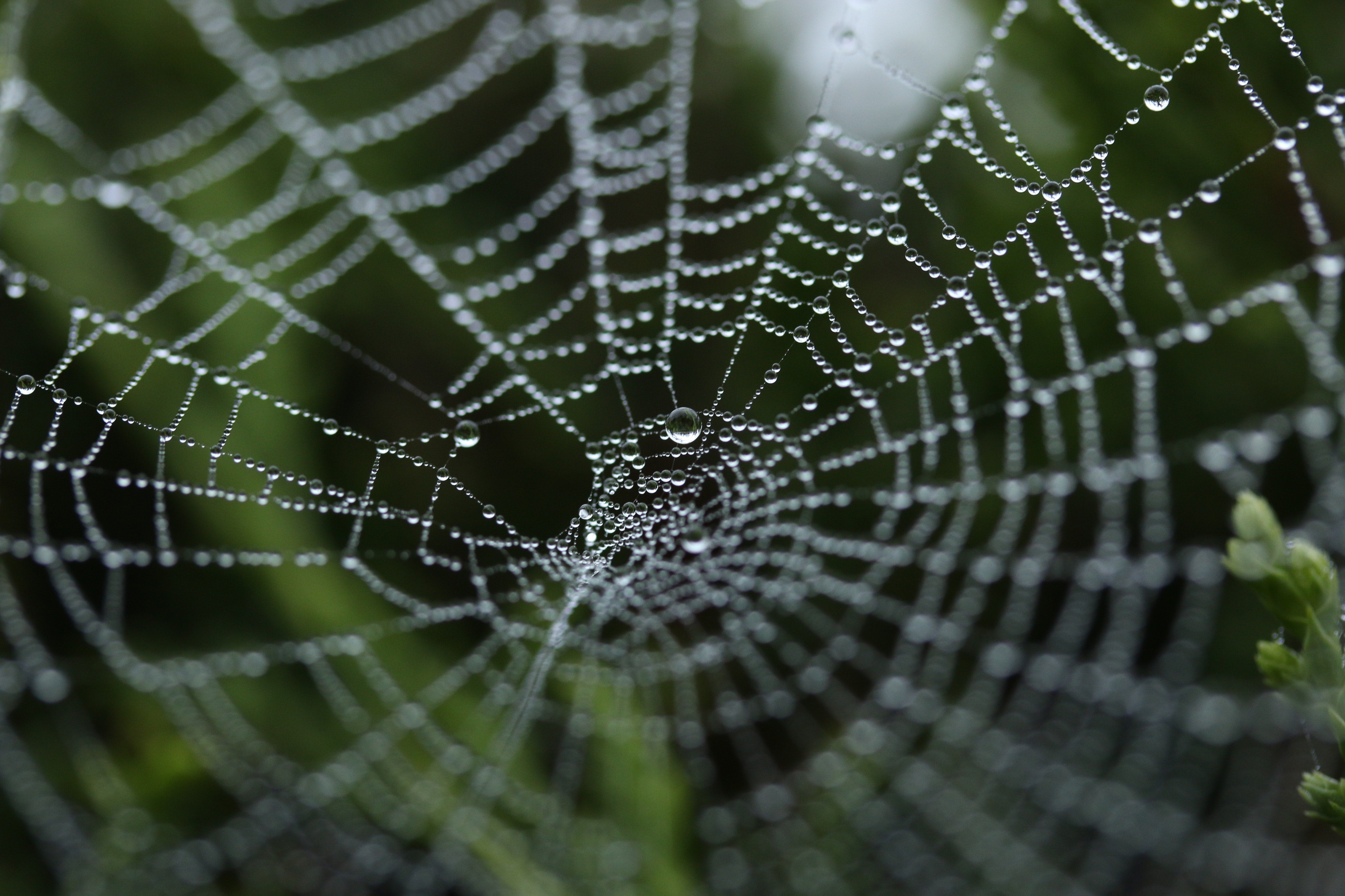Eine Nahaufnahme eines Spinnennetztes mit Tautropfen als Symbolbild für Fallstricke bei Warenwirtschaftssystemen