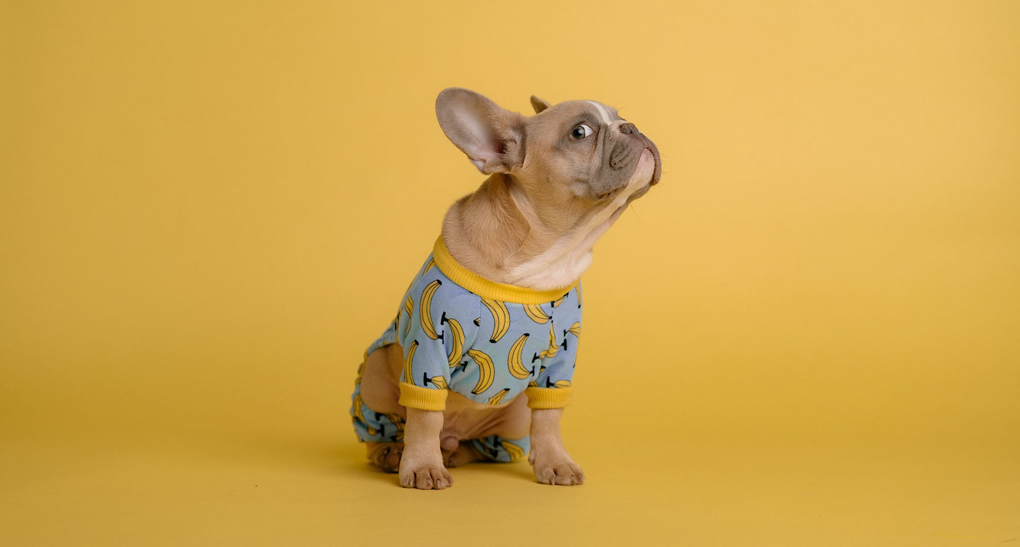 französische Bulldogge trägt Hundekleidung mi Bananenmuster als Beispiel für einen Nischenmarkt
