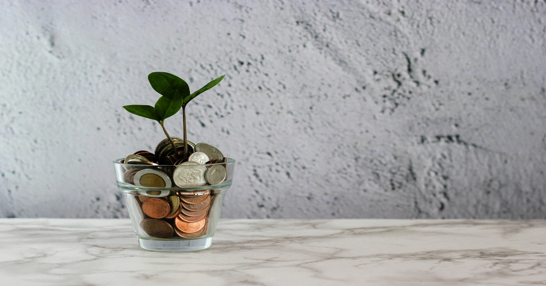 Zu sehen ist ein durchsichtiger kleiner Blumentop mit Bargeld und einer kleinen Pflanze, die auf dem Geld wächst.
