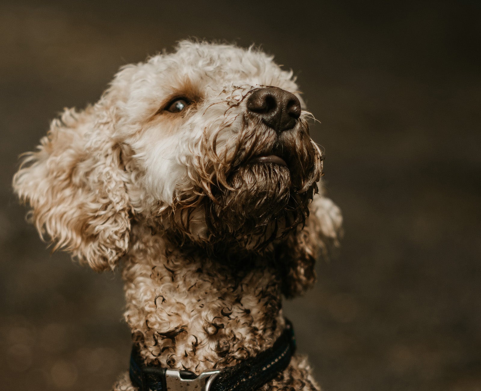 Ein mit Schlamm beschmutzter Hund für den eine wasserfeste Hundedecke, ein Trendprodukt aus 2024, benötigt wird