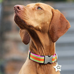 Ribbon Dog Collars