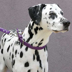 Paw Stars Patent Leather Leashes
