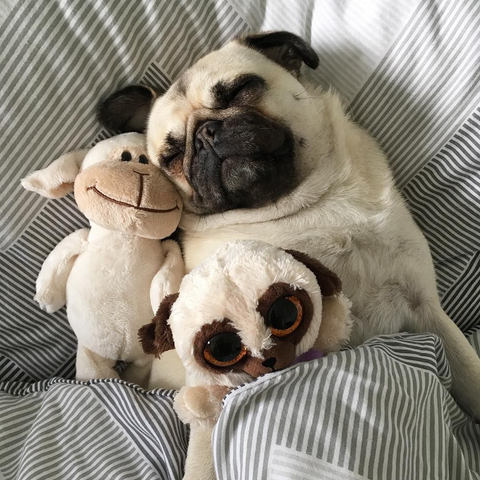 Pug sleeping with soft toys