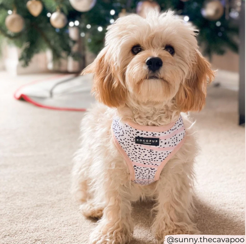 cocopup pink dalmatian harness on dog