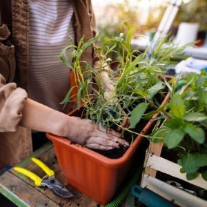 Giving Your Sprout Its Forever Home: The Basics of Transplanting ...
