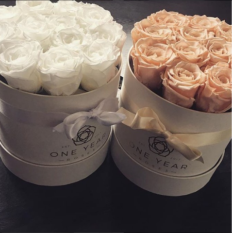 Peach and white 1 year roses