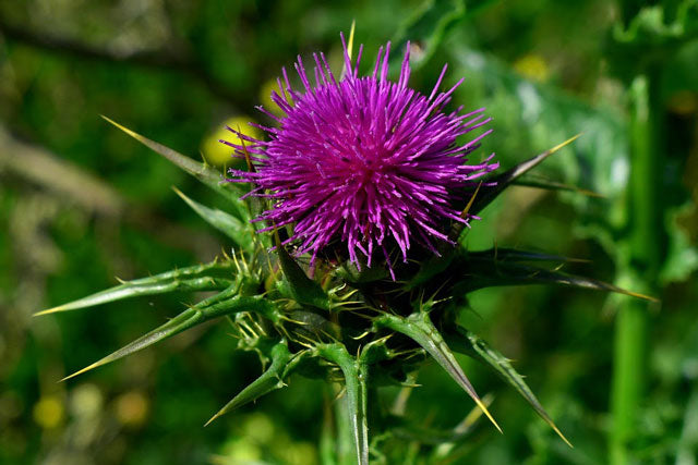 a purple thistle in a field