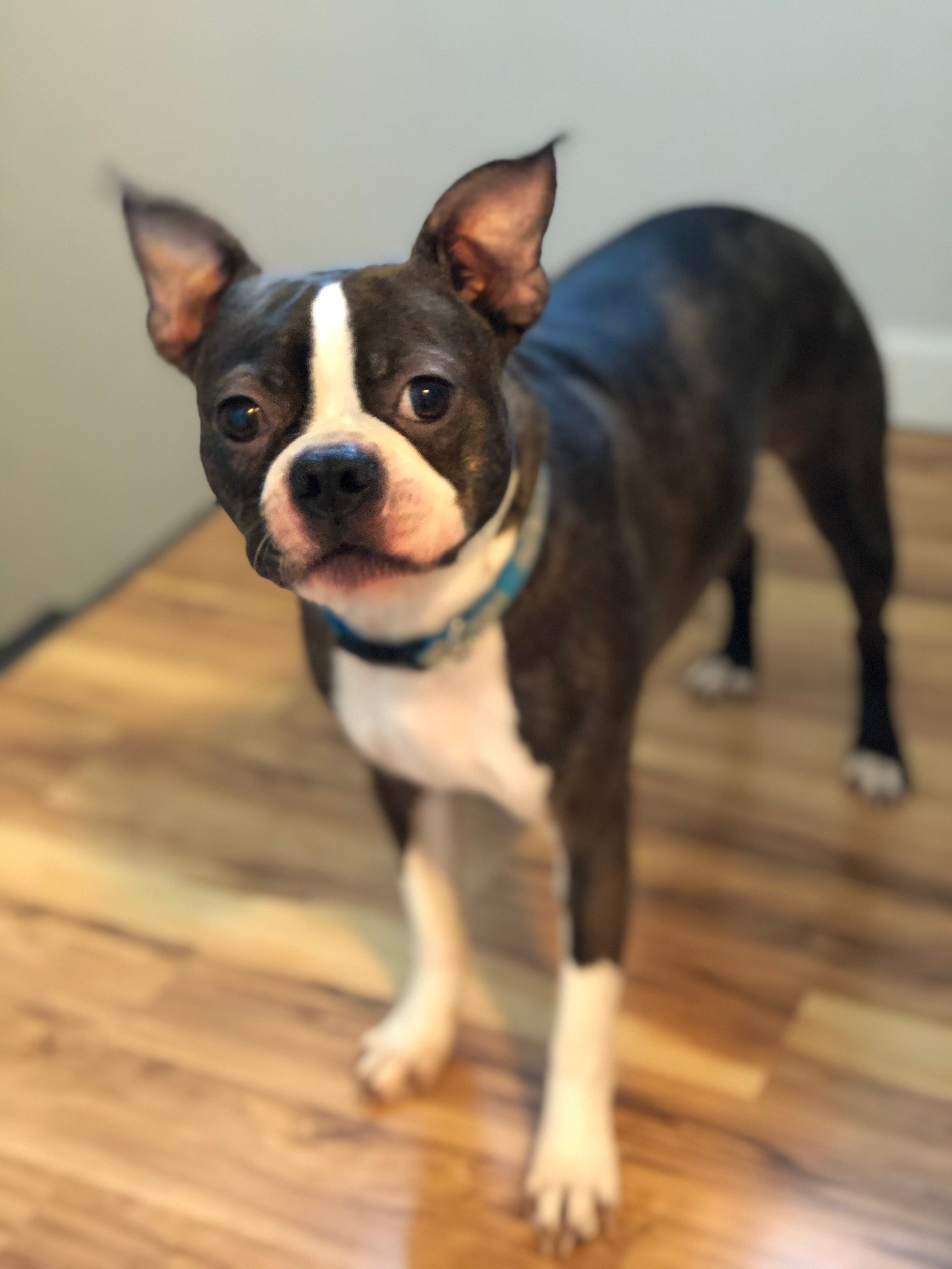 Bowie The Boston Terrier