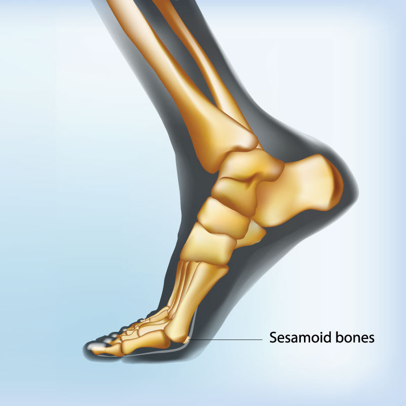 sesamoid bones