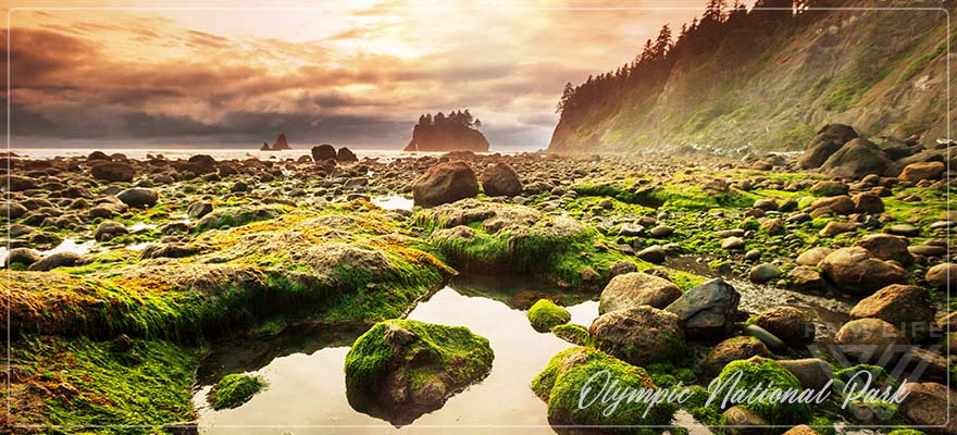 National Parks Olympic - PNW Life Featured Image