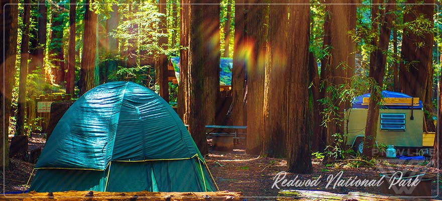 National Parks Redwood - PNW Life Featured Image