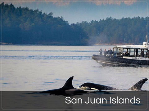 San Juan Islands whale watching