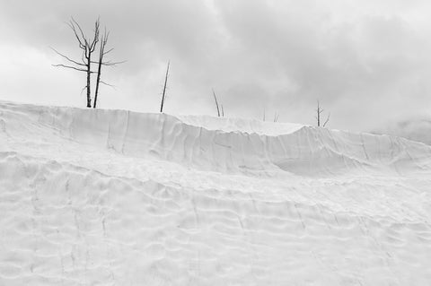 Burnt Trees and Summer Snow