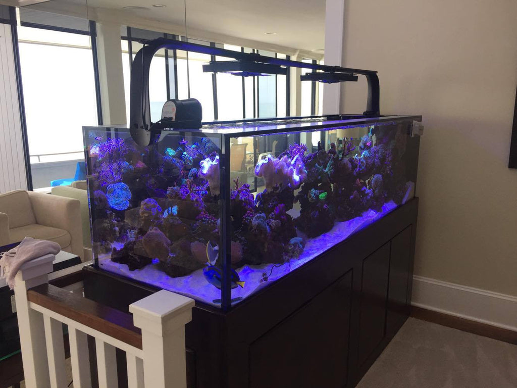 150 Gallon Skinny Peninsula Starphire Aquarium – Crystal Dynamic