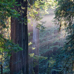 Cypress Incense